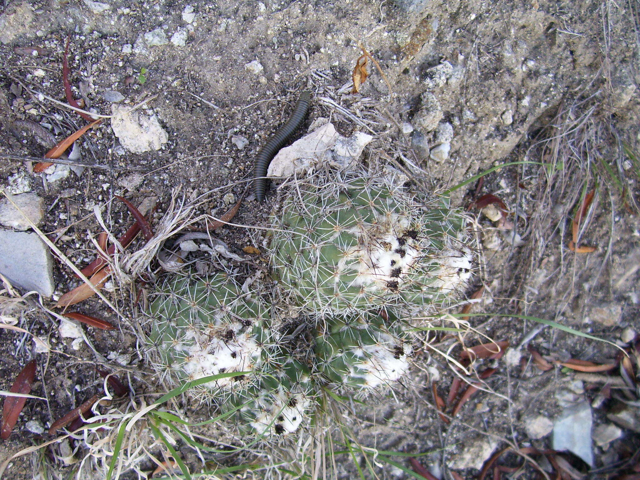 Image of Coryphantha durangensis subsp. durangensis