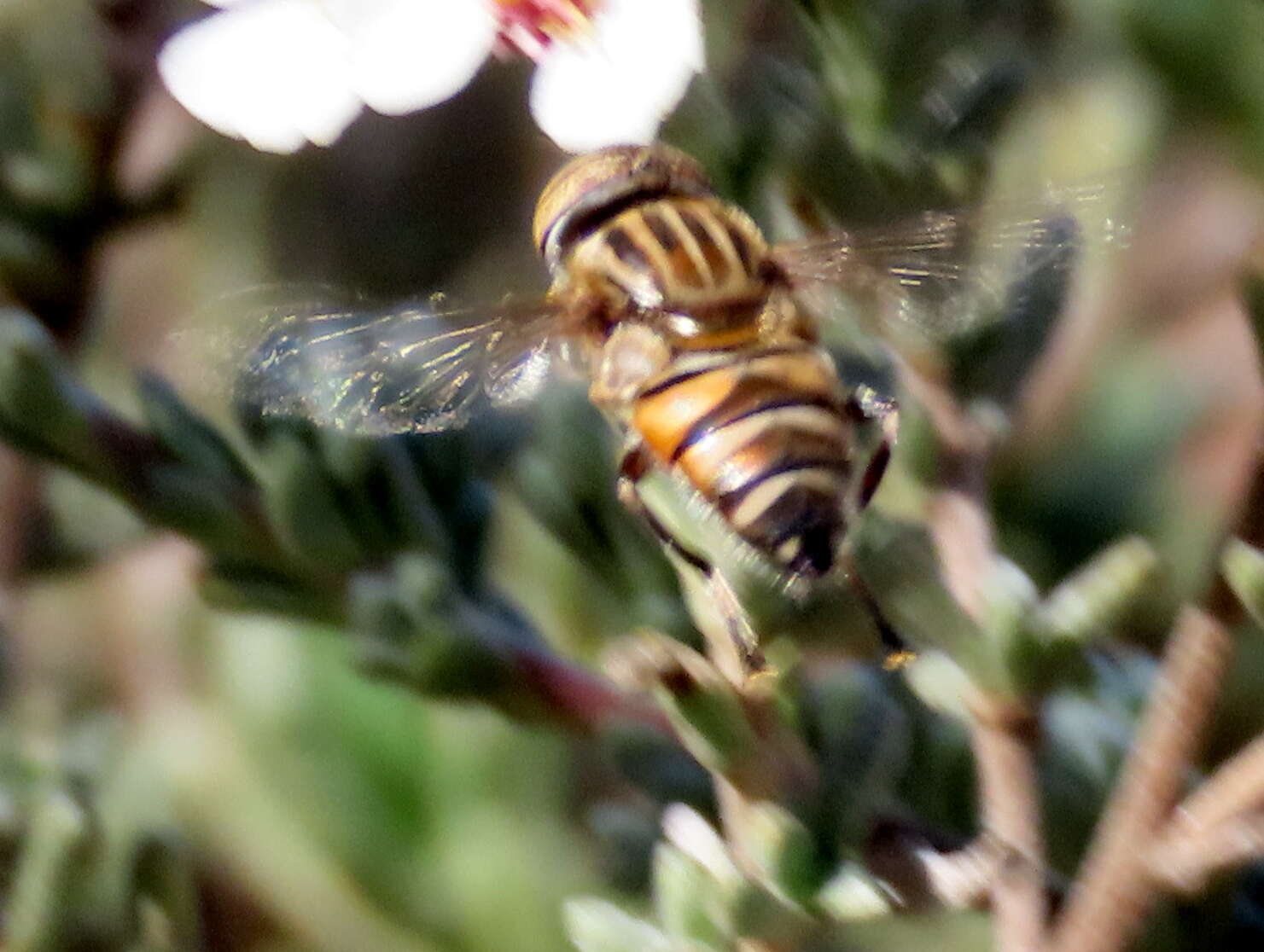 صورة Eristalinus barclayi (Bezzi 1915)