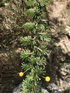 Sivun Vachellia tortuosa (L.) Seigler & Ebinger kuva