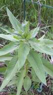 Imagem de Oenothera biennis L.