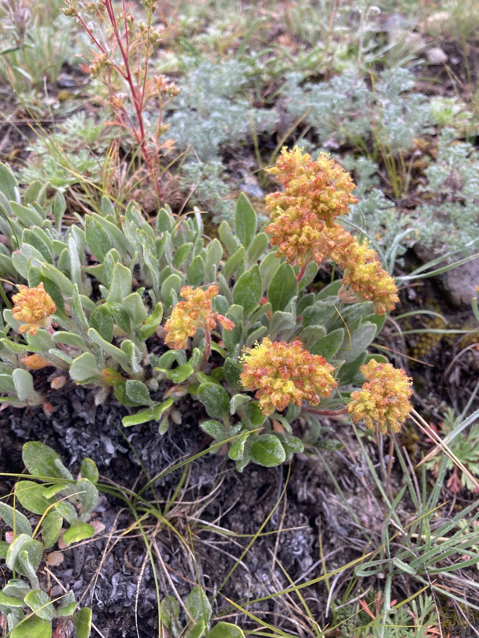 Image of alpine golden buckwheat