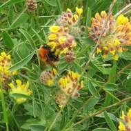 Imagem de Bombus muscorum (Linnaeus 1758)