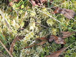 Imagem de Sphagnum magellanicum Bridel 1798