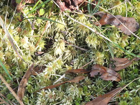 Image of Magellan's Sphagnum