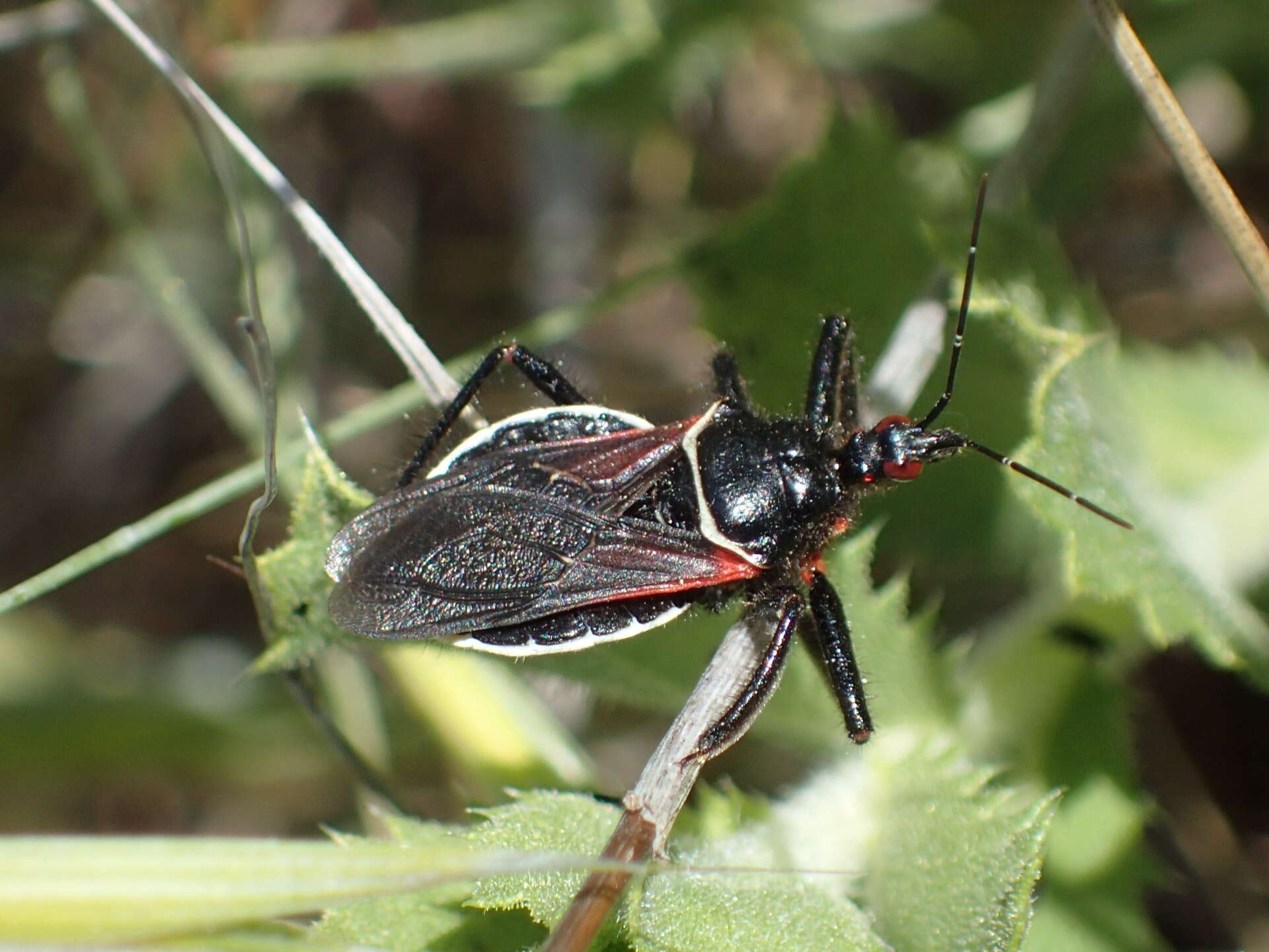 Plancia ëd Apiomerus californicus Berniker & Szerlip ex Berniker et al. 2011