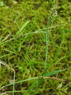 Image of marsh foxtail