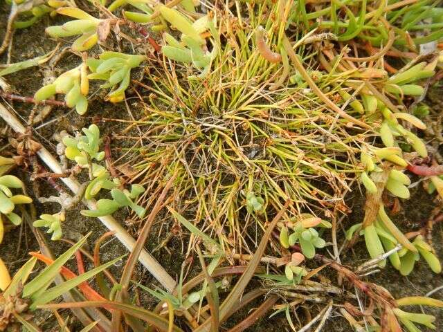 Слика од Isolepis cernua (Vahl) Roem. & Schult.