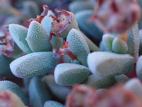 Imagem de Rhinephyllum graniforme (Haw.) L. Bol.