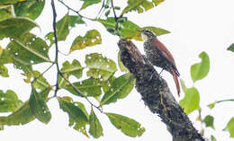 Image of Pearled Treerunner