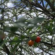 Image of Corallocarpus bainesii (Hook. fil.) A. Meeuse