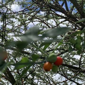 Image of Corallocarpus bainesii (Hook. fil.) A. Meeuse