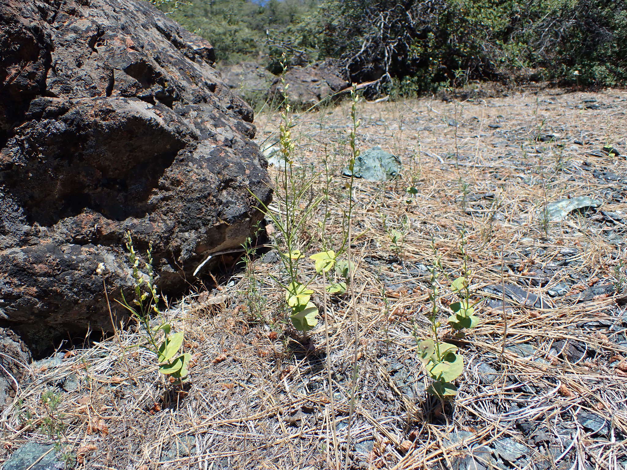 Слика од Streptanthus drepanoides Kruckeb. & J. L. Morrison
