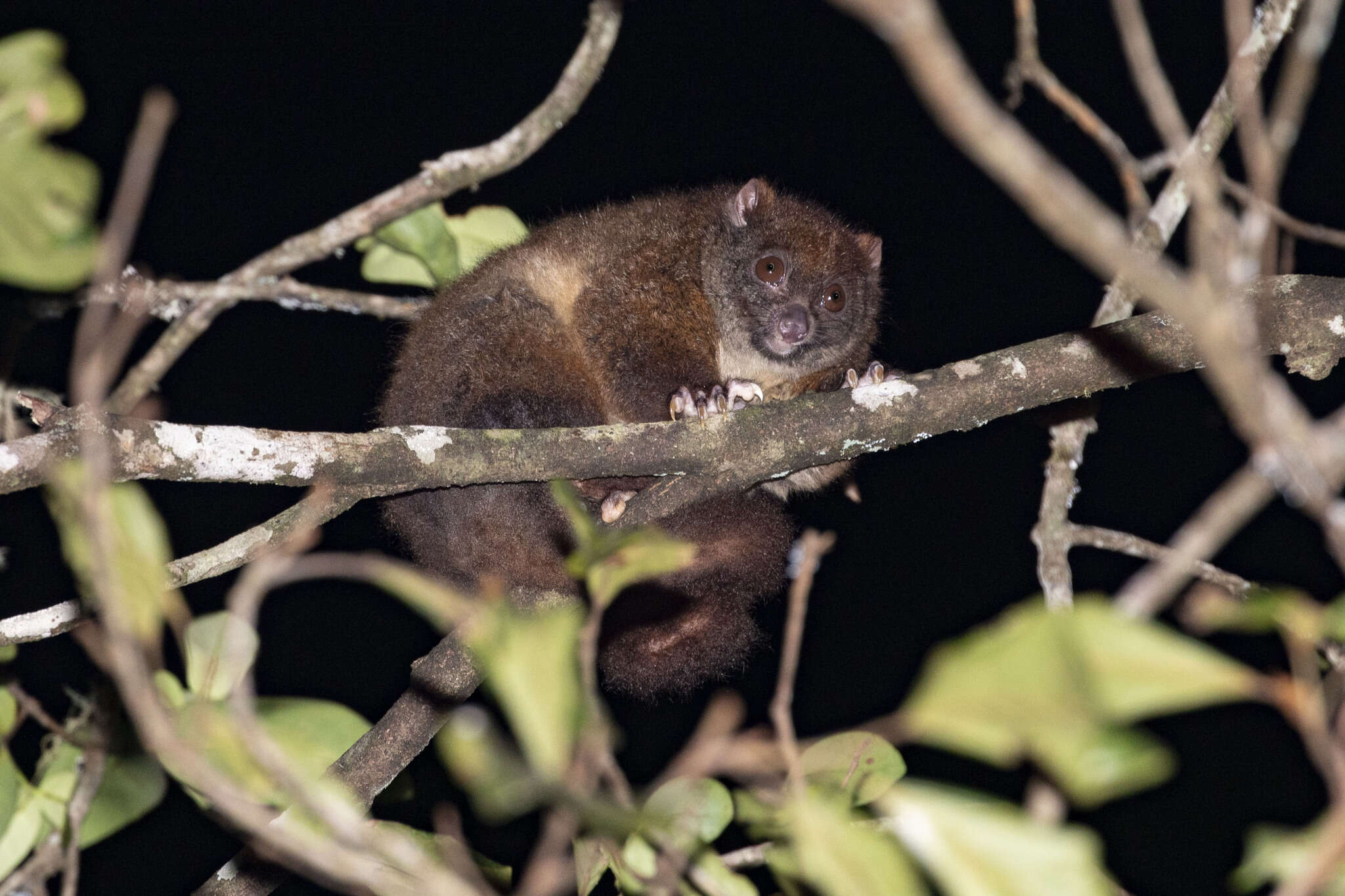 Image of Lemur-like Ringtail