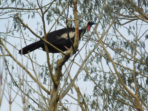 Image of Black Fronted Curassow