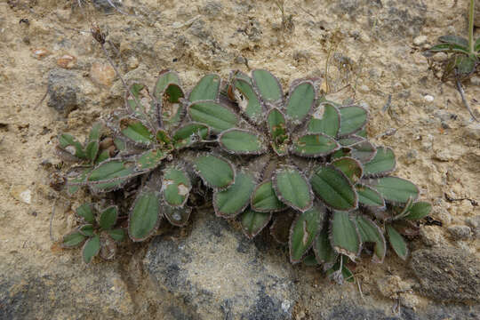 Image of Plantago spathulata Hook. fil.