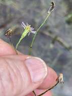 Image of Island American-Aster