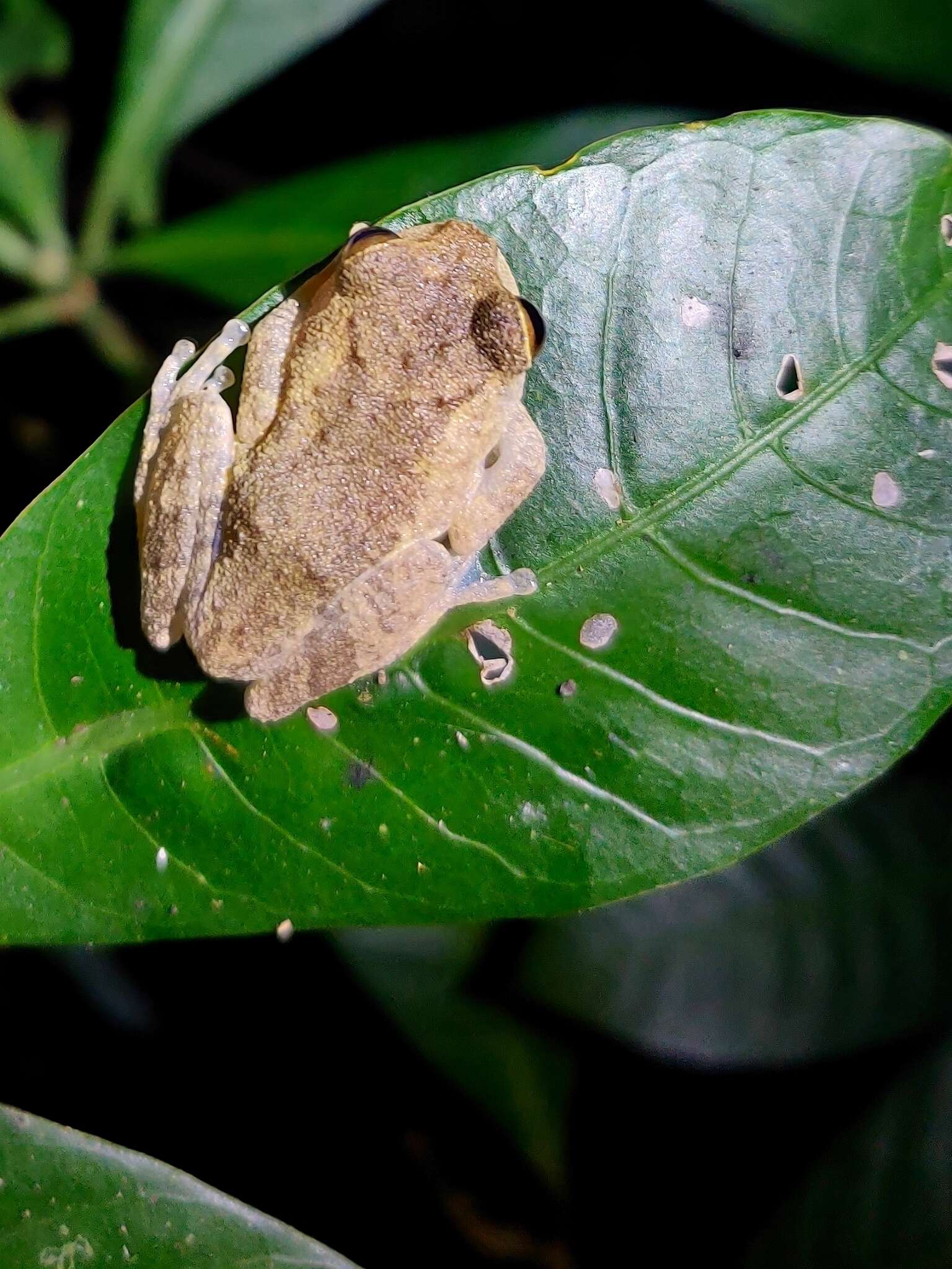 Image of Raorchestes hassanensis (Dutta 1985)