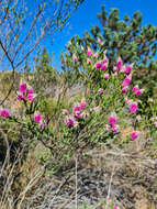 Verticordia spicata F. Müll. resmi