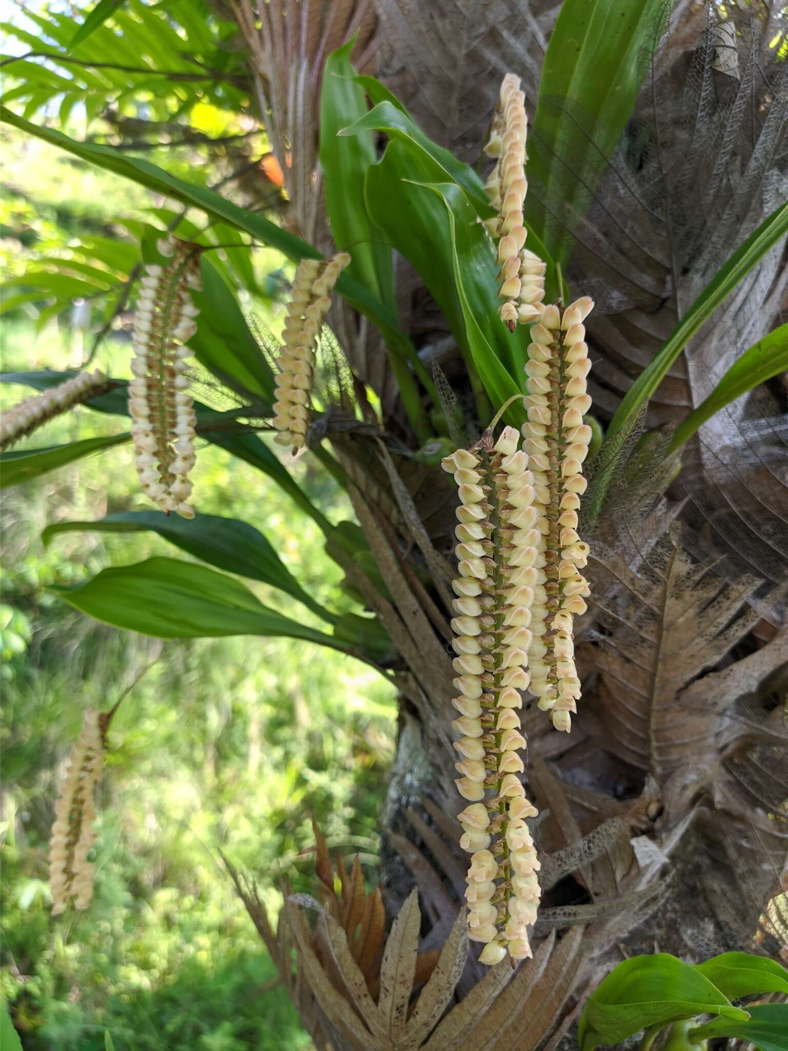 Image of Common rattlesnake orchid