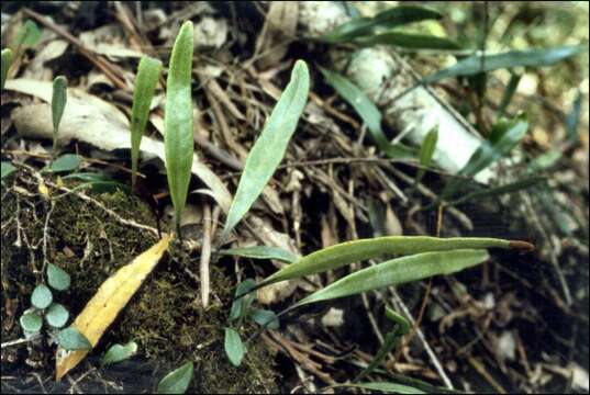 Image of Pyrrosia confluens (R. Br.) Ching