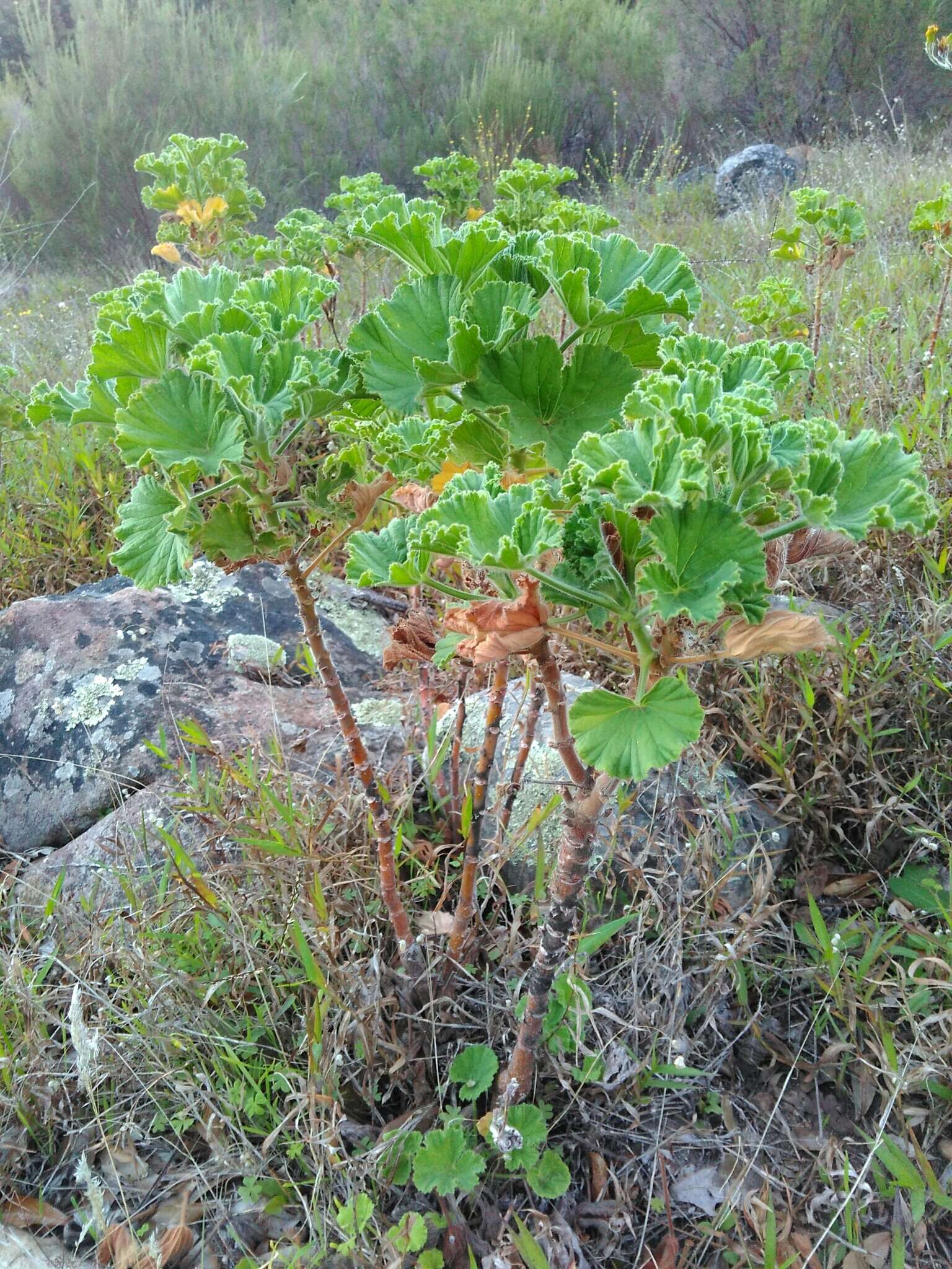 Слика од Pelargonium cucullatum subsp. tabulare B. Volschenk