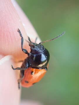 Image of <i>Cryptocephalus trimaculatus</i>