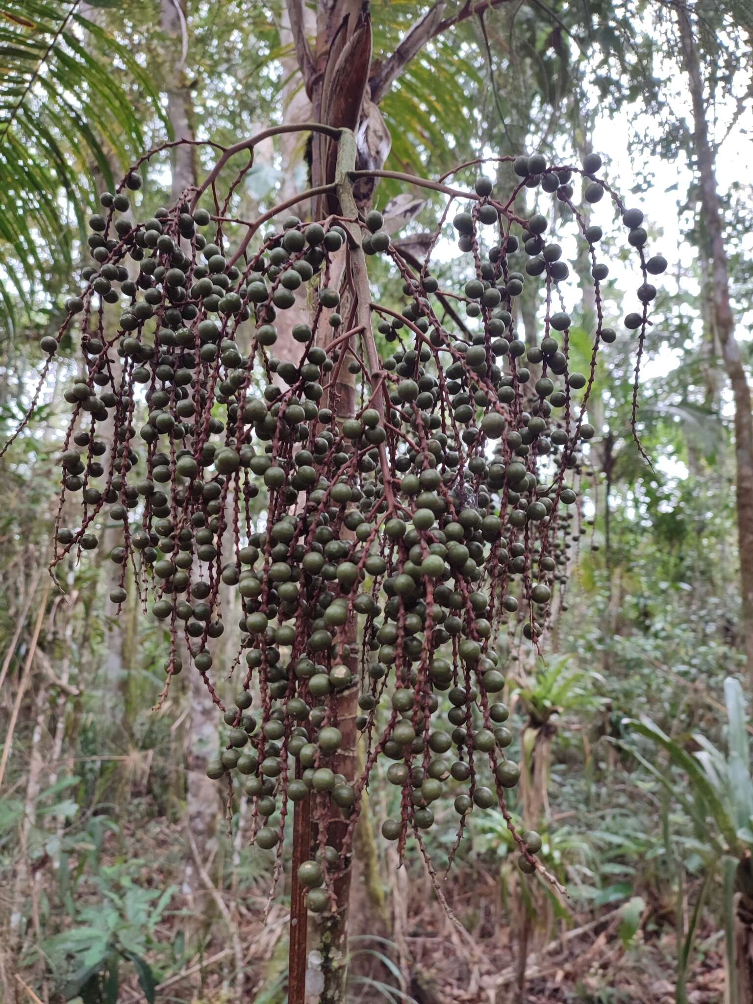 Geonoma schottiana Mart. resmi