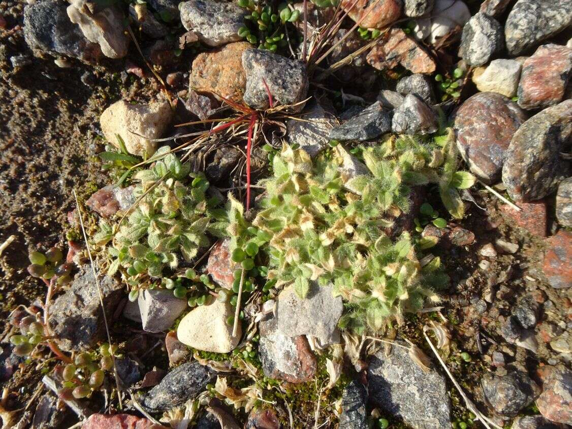 Image of mouse-ear chickweed