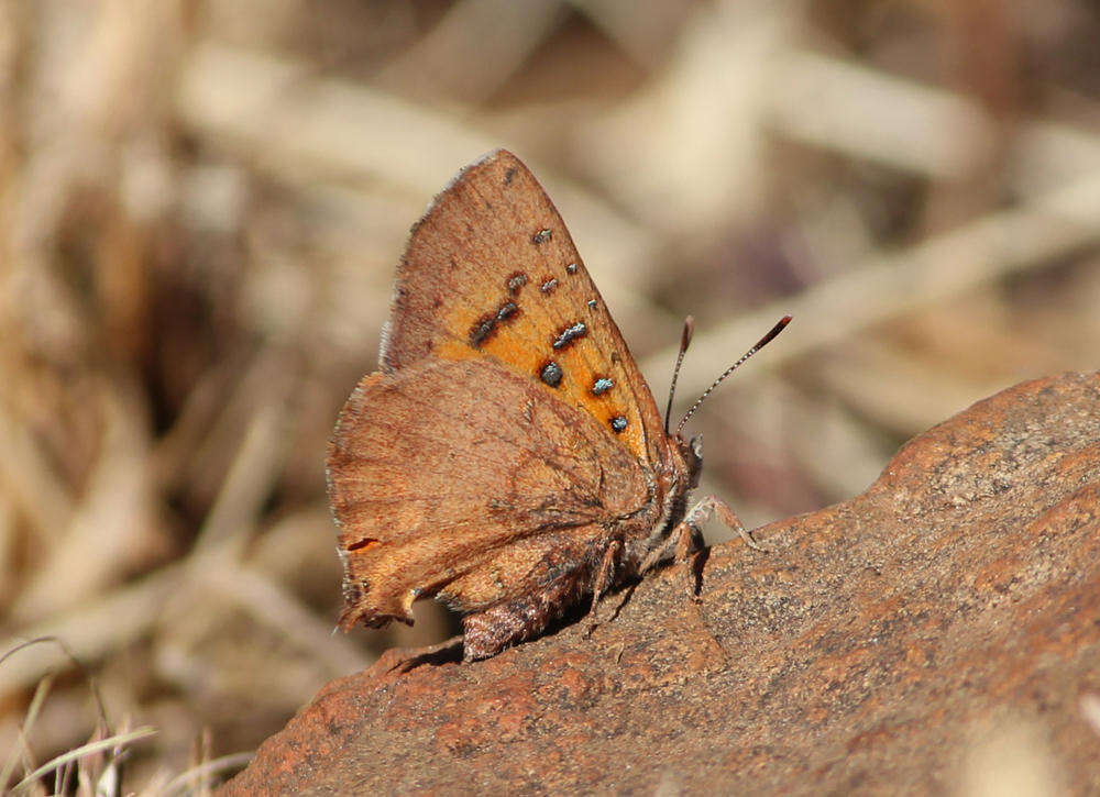 Image of Axiocerses tjoane tjoane