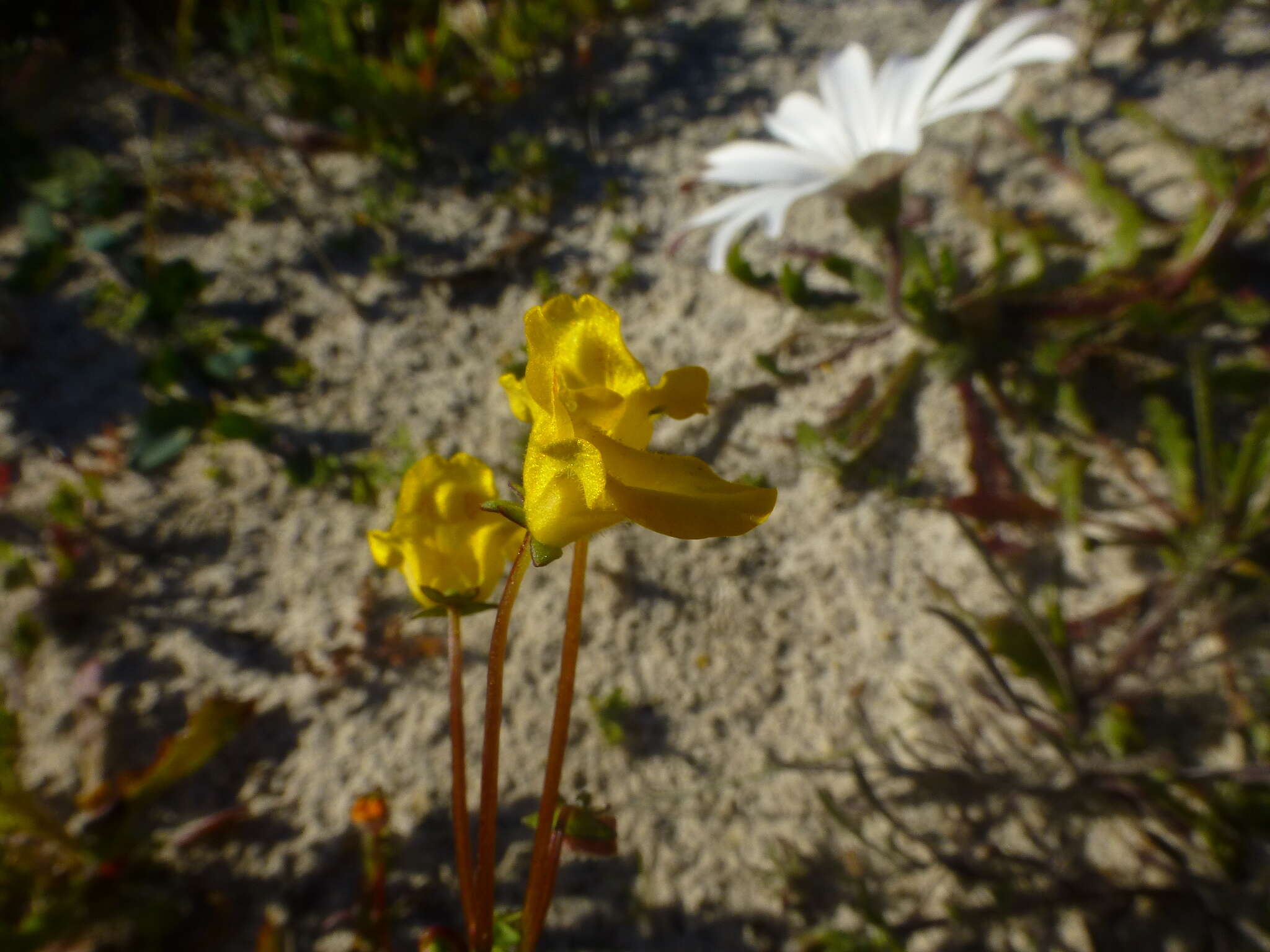 Imagem de Hemimeris sabulosa L. fil.