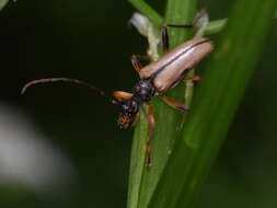 Image of Pidonia lurida (Fabricius 1793)