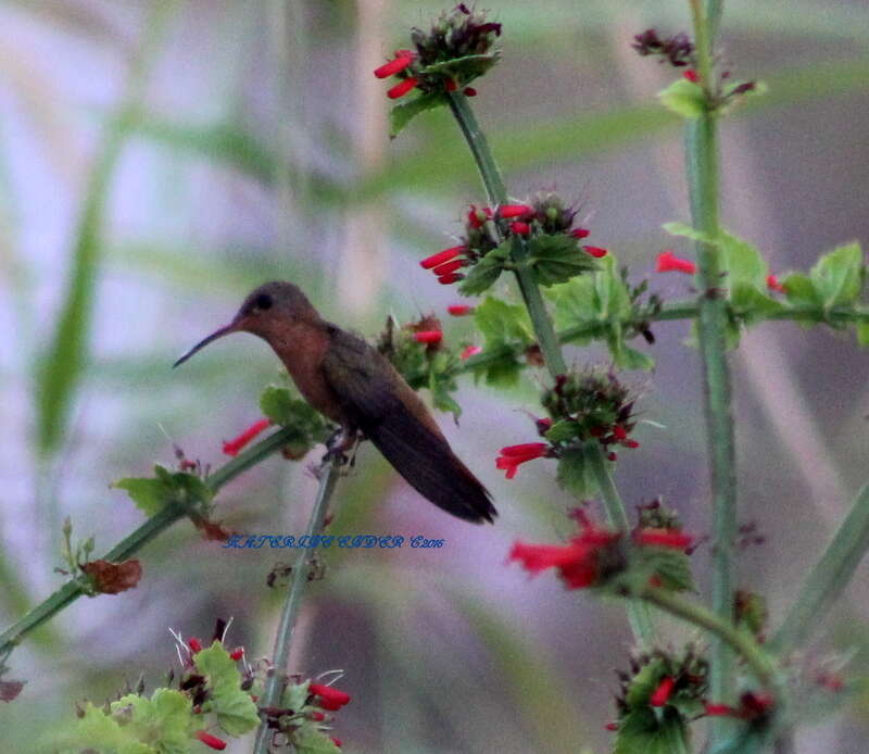 Image of Cinnamon Hummingbird