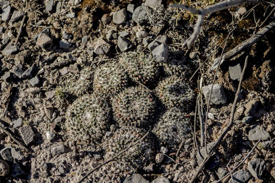 Image of Mammillaria formosa subsp. formosa