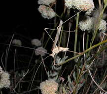 Image of Short-tailed Thread-legged Katydid