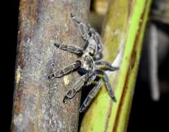 Image of Trinidad Chevron Tarantula