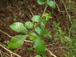 Image of Orixa japonica Thunb.