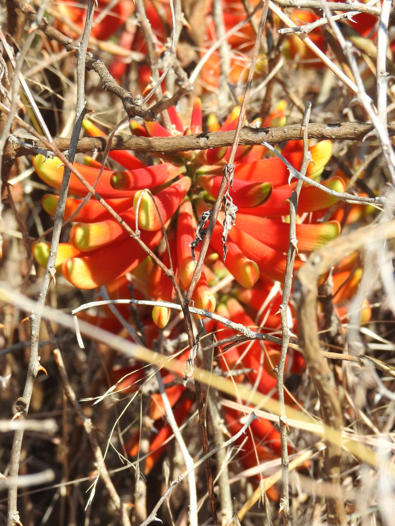 Image de Erythrina acanthocarpa E. Mey.