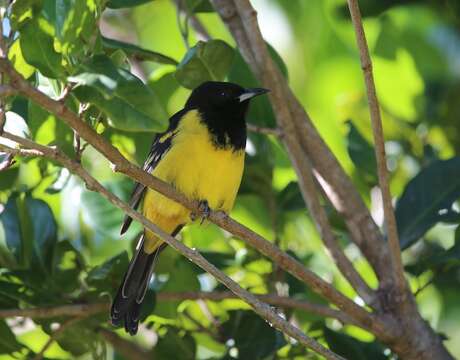 Image of Bahama Oriole