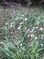 Image of Eryngium yuccifolium var. yuccifolium