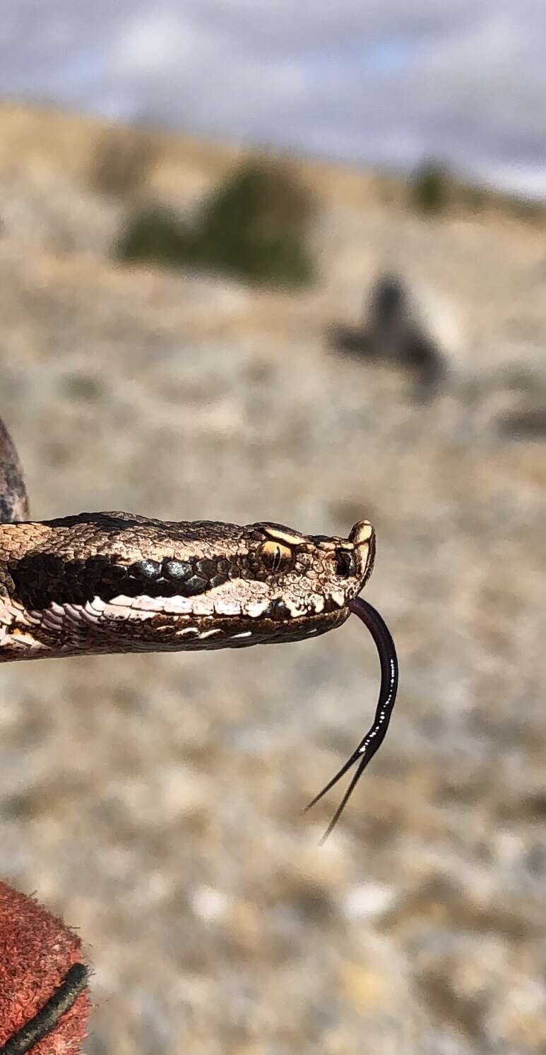 Image of Lataste's Viper
