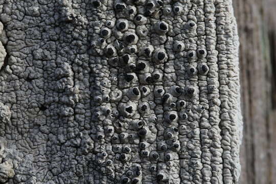 Image of California thelomma lichen