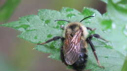 Image of Lemon Cuckoo Bumblebee