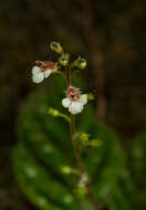 Image of Gloxinia erinoides (DC.) Roalson & Boggan