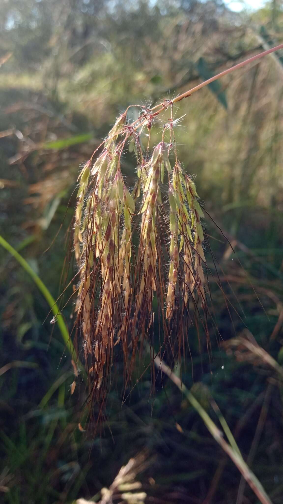 Image de Euclasta condylotricha (Hochst. ex Steud.) Stapf