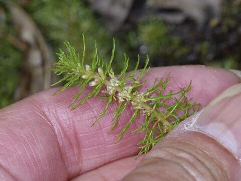 Image of Eastern water-milfoil