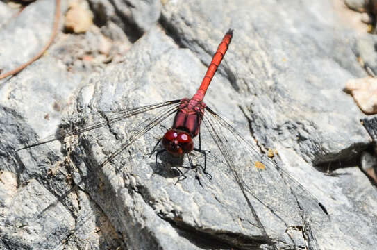 Слика од Trithemis lilacina Förster 1899