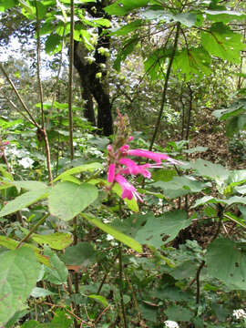 Sivun Salvia iodantha Fernald kuva