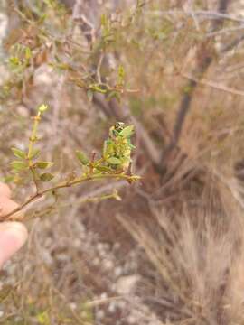 Image of Chalcopoecila