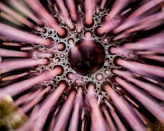 صورة Echinostrephus A. Agassiz 1863