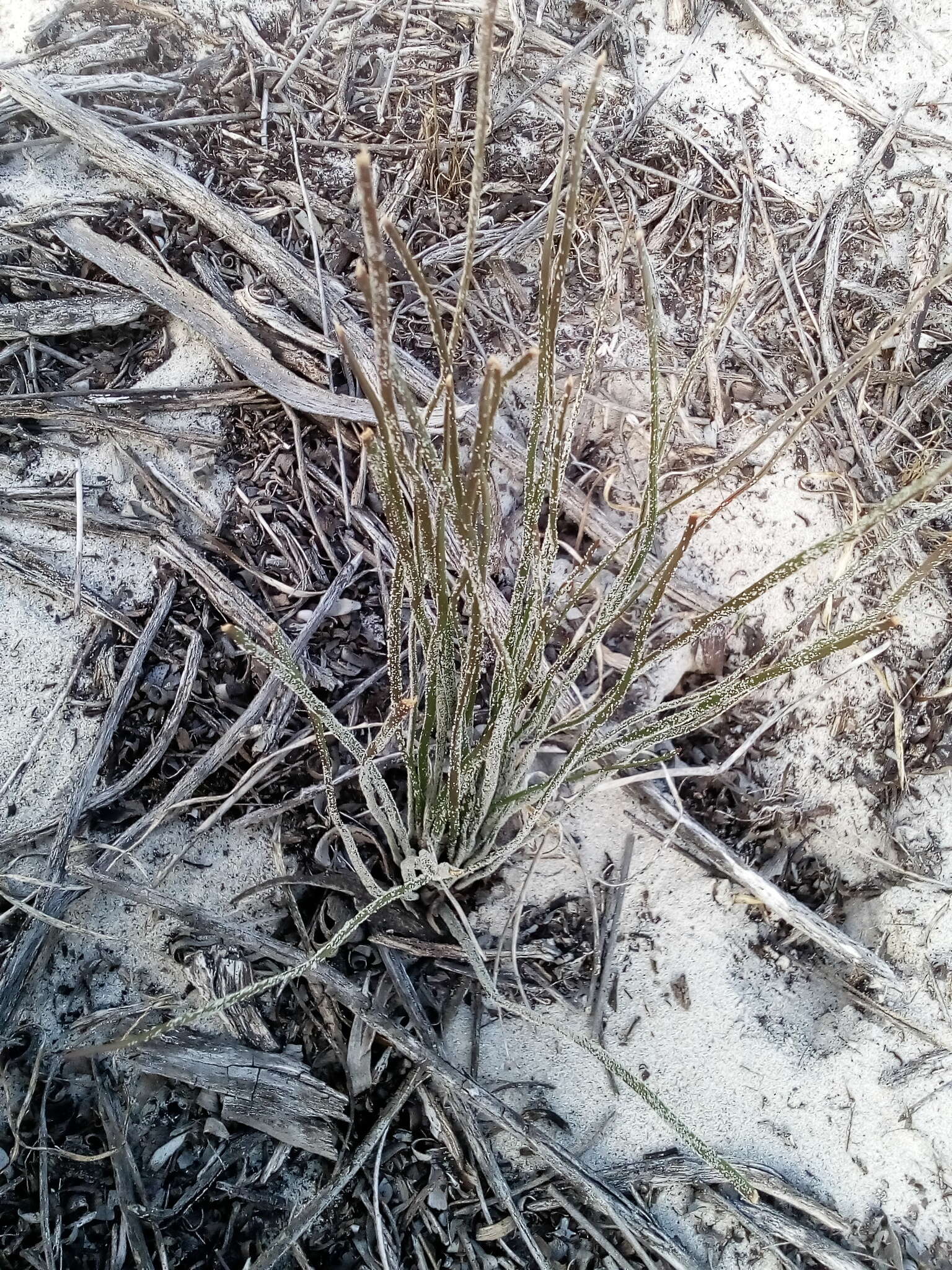 Слика од Trachyandra flexifolia (L. fil.) Kunth